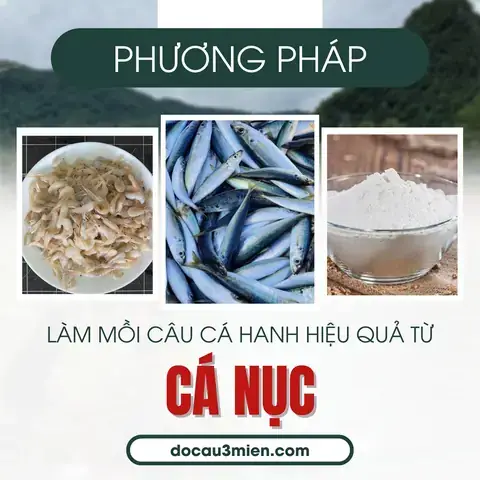 Mồi Câu Cá Hanh (tráp): Hướng Dẫn Làm Mồi & Cách Câu Hiệu Quả Nhất