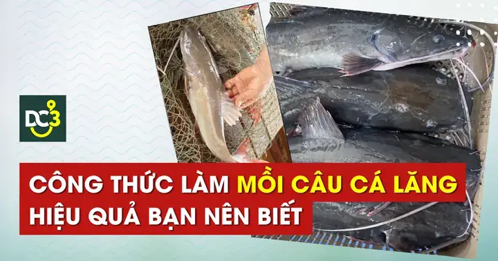 Bí Quyết Chọn & Làm Mồi Câu Cá Lăng Hồ Dịch Vụ Hiệu Quả Nhất