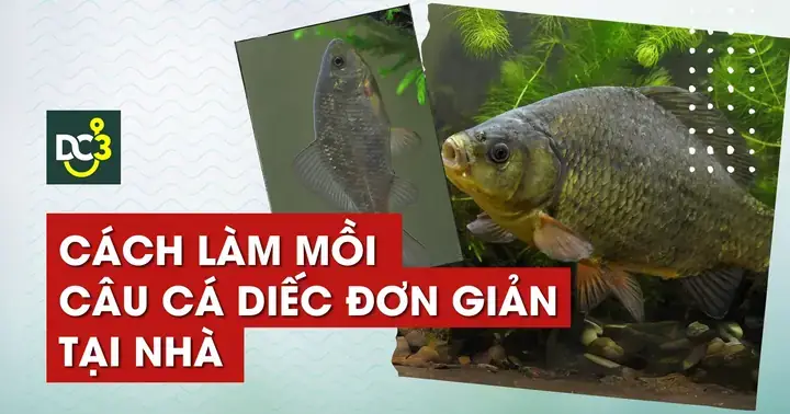 Mồi Câu Cá Lúi: Hướng Dẫn Tự Làm & Bí Quyết Chọn Mồi Hiệu Quả