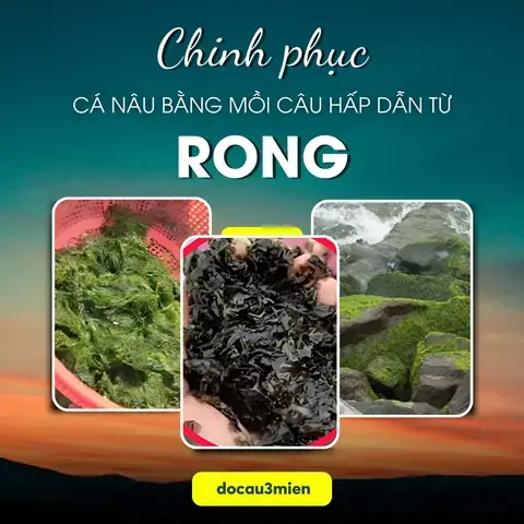 Mồi Câu Cá Nâu Hiệu Quả: Bí Quyết Lựa Chọn & Cách Làm Đơn Giản Cho Mọi Địa Điểm