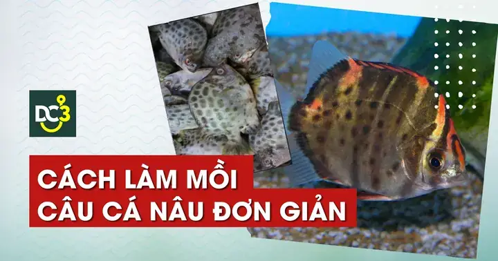 Mồi Câu Cá Nâu Hiệu Quả: Bí Quyết Lựa Chọn & Cách Làm Đơn Giản Cho Mọi Địa Điểm