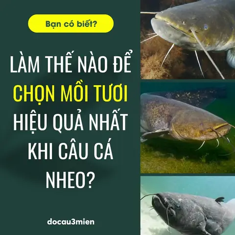 Mồi Câu Cá Nheo Sông Hiệu Quả: Hướng Dẫn Chi Tiết Từ Chuyên Gia
