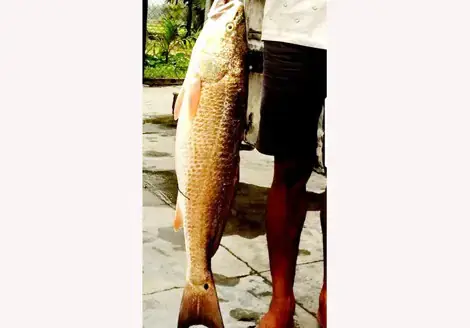 Mồi Câu Cá Sủ Vàng: Bí Quyết Làm Mồi Chuẩn, Hiệu Quả Cao Mồi Câu Cá Sủ Vàng: Bí Quyết Làm Mồi Chuẩn, Hiệu Quả Cao