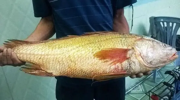 Mồi Câu Cá Sủ Vàng: Bí Quyết Làm Mồi Chuẩn, Hiệu Quả Cao Mồi Câu Cá Sủ Vàng: Bí Quyết Làm Mồi Chuẩn, Hiệu Quả Cao