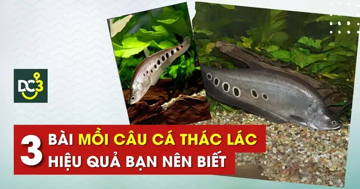 Mồi Câu Cá Thác Lác Tự Nhiên: Danh Sách & Cách Chọn Hiệu Quả
