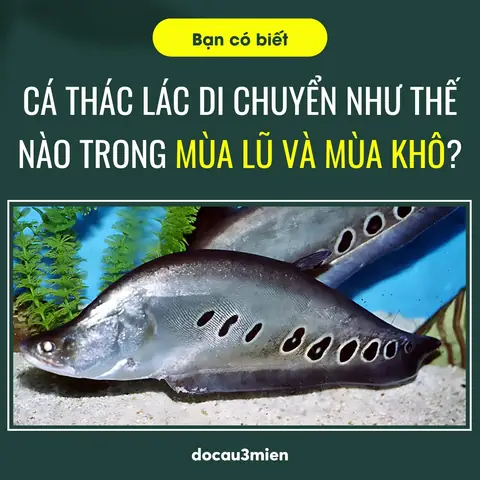 Mồi Câu Cá Thác Lác Tự Nhiên: Danh Sách & Cách Chọn Hiệu Quả