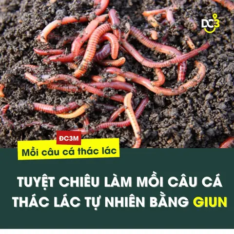Mồi Câu Cá Thác Lác Tự Nhiên: Danh Sách & Cách Chọn Hiệu Quả