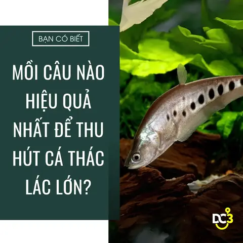 Mồi Câu Cá Thác Lác Tự Nhiên: Danh Sách & Cách Chọn Hiệu Quả