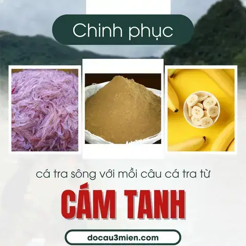 Mồi Câu Cá Tra Mới Thả: Bí Quyết Chọn Và Cách Làm Hiệu Quả