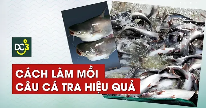 Mồi Câu Cá Tra Mùa Mưa: Công Thức & Cách Làm Hiệu Quả