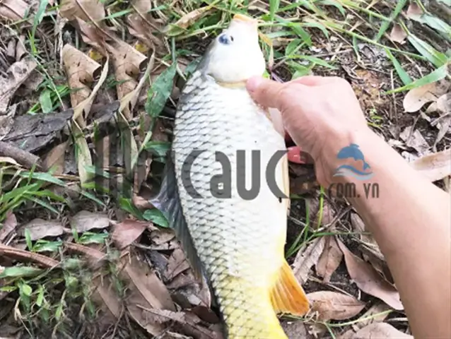 Mồi Câu Cá Tra Mùa Mưa: Công Thức & Cách Làm Hiệu Quả