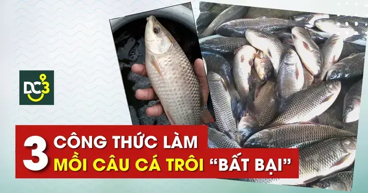 Công Thức Mồi Câu Cá Trôi Mùa Đông Hiệu Quả Nhất & Mẹo Câu Chuẩn