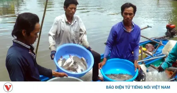 Mồi Câu Cá Vồ Biển: Bí Quyết Chọn Lựa Và Sử Dụng Hiệu Quả Nhất