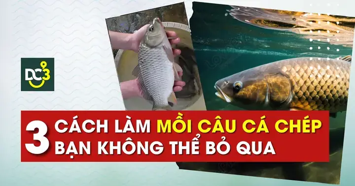 Mồi Câu Lục Cá Chép: Công Thức Pha & Cách Chọn Mồi Hiệu Quả Nhất Mồi Câu Lục Cá Chép: Công Thức Pha & Cách Chọn Mồi Hiệu Quả Nhất