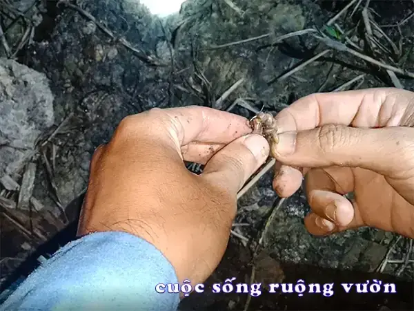 Mồi Chuối Câu Cá Tra: Công Thức Chuẩn & Bí Quyết Câu Hiệu Quả Mùa Lạnh