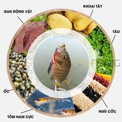 Mồi Câu Cá Rô Phi Hiệu Quả: Công Thức Tự Làm & Lưu Ý Khi Chọn