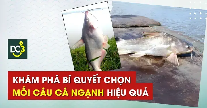 Mồi Gián Câu Cá Gì? Các Loài Cá Ưa Thích & Kỹ Thuật Câu Hiệu Quả