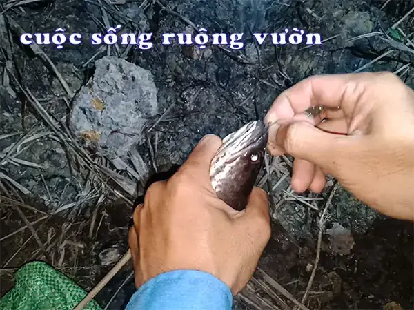 Mồi Gián Câu Cá Gì? Các Loài Cá Ưa Thích & Kỹ Thuật Câu Hiệu Quả