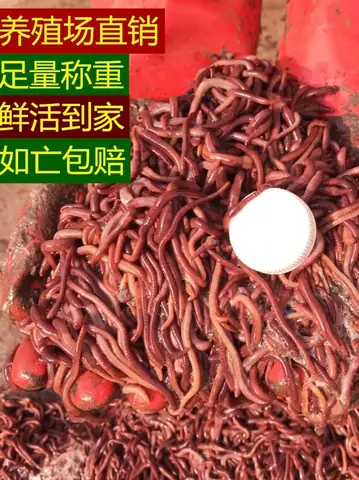 Mồi Giun Đất Câu Cá Gì? Top Loài Cá Và Cách Sử Dụng Hiệu Quả Nhất Mồi Giun Đất Câu Cá Gì? Top Loài Cá Và Cách Sử Dụng Hiệu Quả Nhất