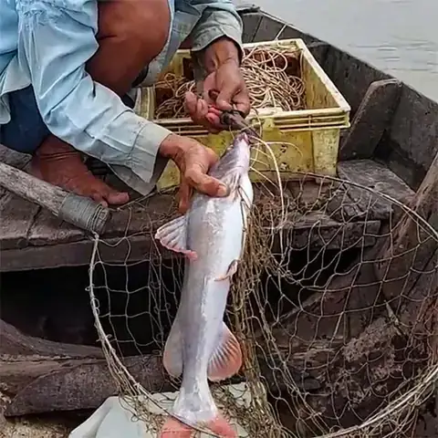 Mồi Tép Câu Cá: Loài Cá Nào Ưa Chuộng & Cách Chọn Tép Hiệu Quả