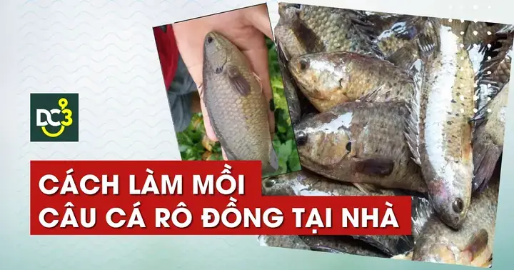 Hướng Dẫn Làm Mồi Thuốc Câu Cá Rô Đồng Hiệu Quả & Các Loại Mồi Phổ Biến