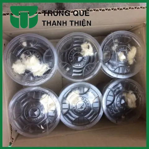 Mồi Trùn Câu Cá Gì? Bí Quyết Chọn Mồi Hiệu Quả Cho Các Loại Cá
