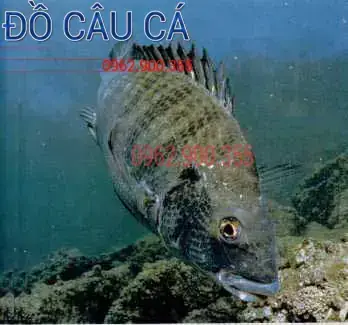 Mồi Xả Câu Cá Tráp: Công Thức, Cách Làm & Kinh Nghiệm Hiệu Quả