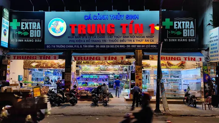 Mua Bán Cá Cảnh: Hướng Dẫn Chi Tiết Từ A-z Cho Người Mới Bắt Đầu
