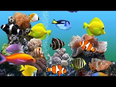 Mua Bán Cá Cảnh Biển: Hướng Dẫn Chọn Lọc, Chăm Sóc & Địa Điểm Uy Tín