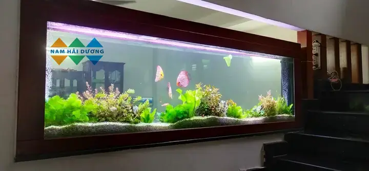 Mua Bể Cá Cảnh Ở Hải Dương: Top Cửa Hàng Uy Tín & Giá Tốt