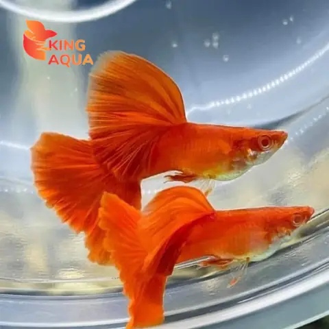 Mua Cá Bảy Màu Ở Nha Trang: Địa Chỉ, Giá Cả Và Lưu Ý