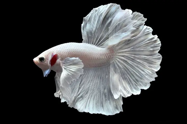 Mua Cá Betta Dumbo: Giá, Địa Chỉ & Kinh Nghiệm Chọn Giống Tốt