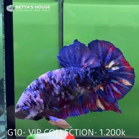 Mua Cá Betta Galaxy: Giá, Địa Chỉ & Hướng Dẫn Chọn Mua
