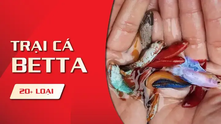 Mua Cá Betta Giống Ở Đâu Uy Tín, Giá Tốt & Các Loại Phổ Biến Mua Cá Betta Giống Ở Đâu Uy Tín, Giá Tốt & Các Loại Phổ Biến
