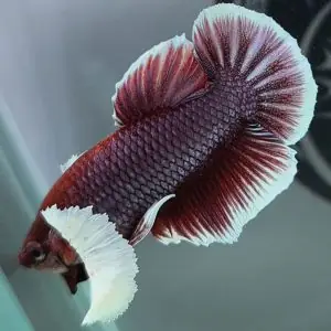 Mua Cá Betta Giống Ở Đâu Uy Tín, Giá Tốt & Các Loại Phổ Biến Mua Cá Betta Giống Ở Đâu Uy Tín, Giá Tốt & Các Loại Phổ Biến