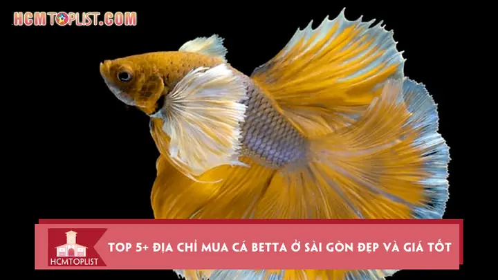 Mua Cá Betta Ở Sài Gòn: Top Địa Chỉ Uy Tín & Kinh Nghiệm Chọn Cá