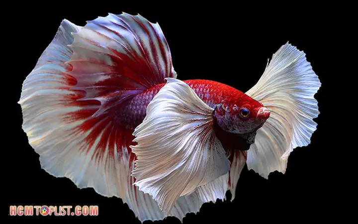 Mua Cá Betta Ở Sài Gòn: Top Địa Chỉ Uy Tín & Kinh Nghiệm Chọn Cá