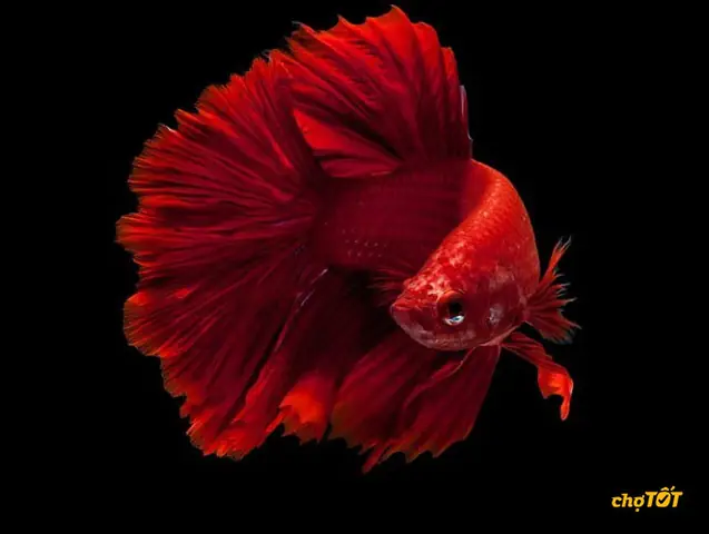 Mua Cá Betta Ở Sài Gòn: Top Địa Chỉ Uy Tín & Kinh Nghiệm Chọn Cá