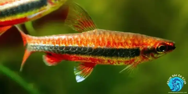 Mua Cá Bút Chì Ở Đâu Uy Tín? Địa Chỉ & Giá Tham Khảo