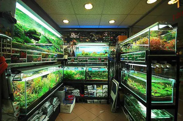 Mua Cá Cảnh Rẻ Tp.hcm: Top Địa Chỉ Uy Tín, Giá Tốt
