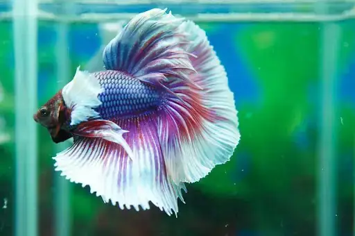 Mua Cá Chọi (betta) Ở Hà Nội: Top Địa Chỉ Uy Tín & Kinh Nghiệm Chọn Mua Mua Cá Chọi (betta) Ở Hà Nội: Top Địa Chỉ Uy Tín & Kinh Nghiệm Chọn Mua
