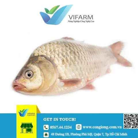 Mua Cá Diếc Giống Ở Đâu Uy Tín? Danh Sách Địa Chỉ Toàn Quốc