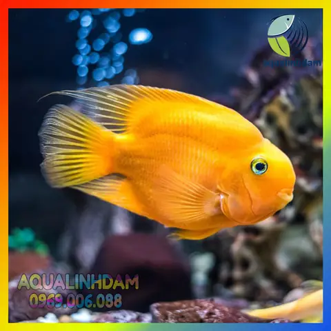 Mua Cá Hồng Két Ở Hà Nội: Địa Chỉ Uy Tín, Giá Cả & Lưu Ý Quan Trọng