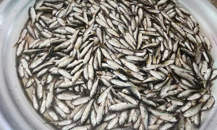 Mùa Cá Linh Đồng Tháp: Thời Điểm, Địa Điểm Và Đặc Sản Mùa Nước Nổi