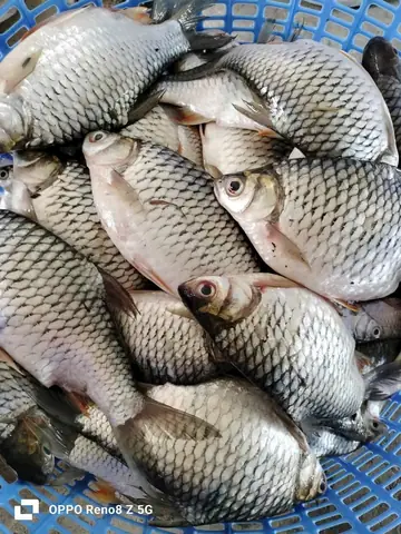 Mùa Cá Mè Vinh: Thời Điểm, Món Ngon Và Kinh Nghiệm Câu Cá Đặc Sản Miền Tây Mùa Cá Mè Vinh: Thời Điểm, Món Ngon Và Kinh Nghiệm Câu Cá Đặc Sản Miền Tây