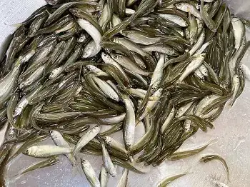 Mùa Cá Mè Vinh: Thời Điểm, Món Ngon Và Kinh Nghiệm Câu Cá Đặc Sản Miền Tây Mùa Cá Mè Vinh: Thời Điểm, Món Ngon Và Kinh Nghiệm Câu Cá Đặc Sản Miền Tây