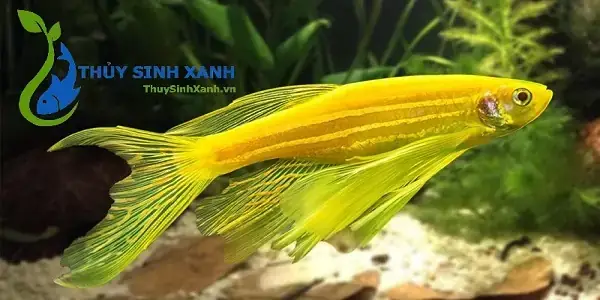 Mua Cá Ngựa Cảnh Ở Đâu Uy Tín: Địa Chỉ, Giá & Kinh Nghiệm