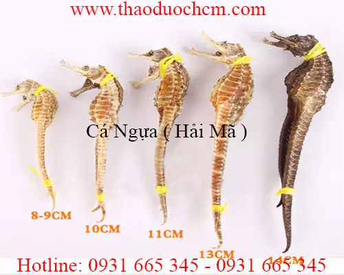 Mua Cá Ngựa Ở Đâu Uy Tín? Cập Nhật Địa Chỉ Mua Tươi - Khô Tphcm, Hà Nội