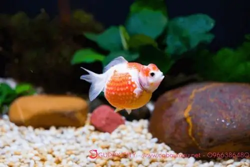 Mua Cá Ping Pong Ở Hà Nội: Địa Chỉ, Giá Cả & Lưu Ý Cần Biết