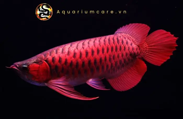 Mua Cá Rồng Huyết Long: Giá, Địa Chỉ Uy Tín Và Kinh Nghiệm Chọn Nuôi